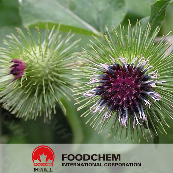 Burdock Root Extract